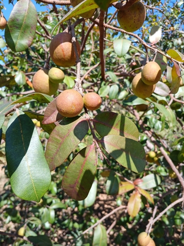 Hancornia speciosa