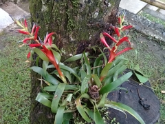 Tillandsia leiboldiana
