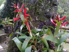 Tillandsia leiboldiana