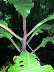 Parathesis acostensis