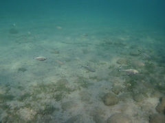 Trachinotus ovatus