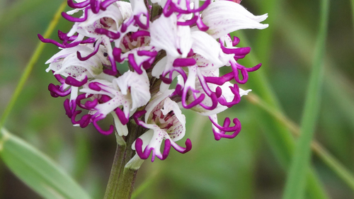 Monkey Orchid