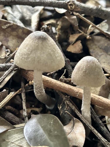 Coprinopsis cineraria