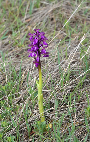 green-winged orchid