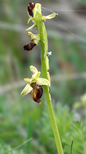 Early Spider-orchid