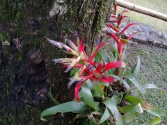 Tillandsia leiboldiana