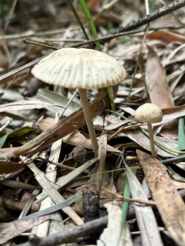 Marasmius maximus