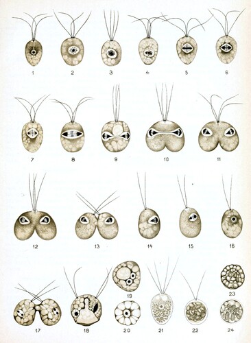 Polytomella