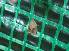 Clepsis dumicolana