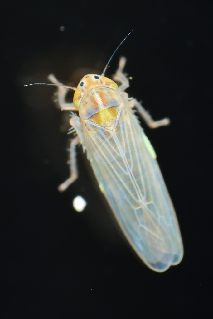 Dalbulus