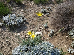 Tragopogon graminifolius