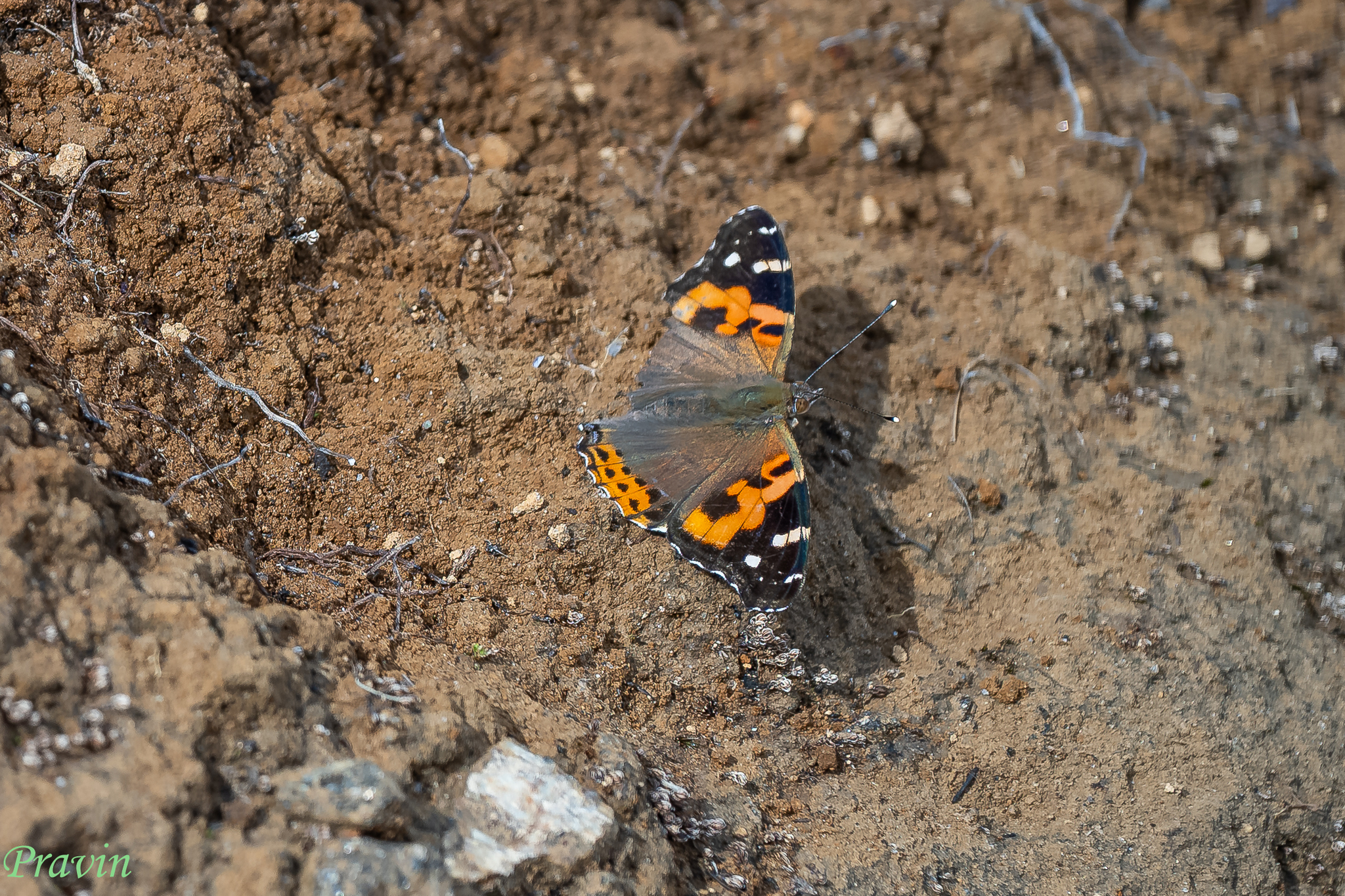 Indian Red Admiral