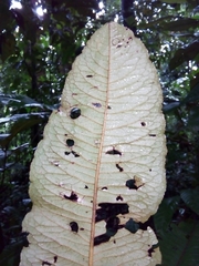 Parathesis acostensis