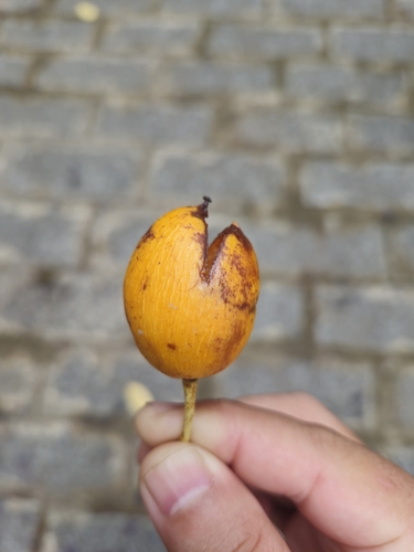 Mammea siamensis, photograph 3