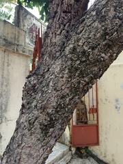 Mammea siamensis, photograph Nguyen-Khanh-Trinh Tram, CC BY, iNaturalist via GBIF