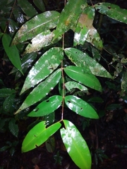 Mouriri gleasoniana