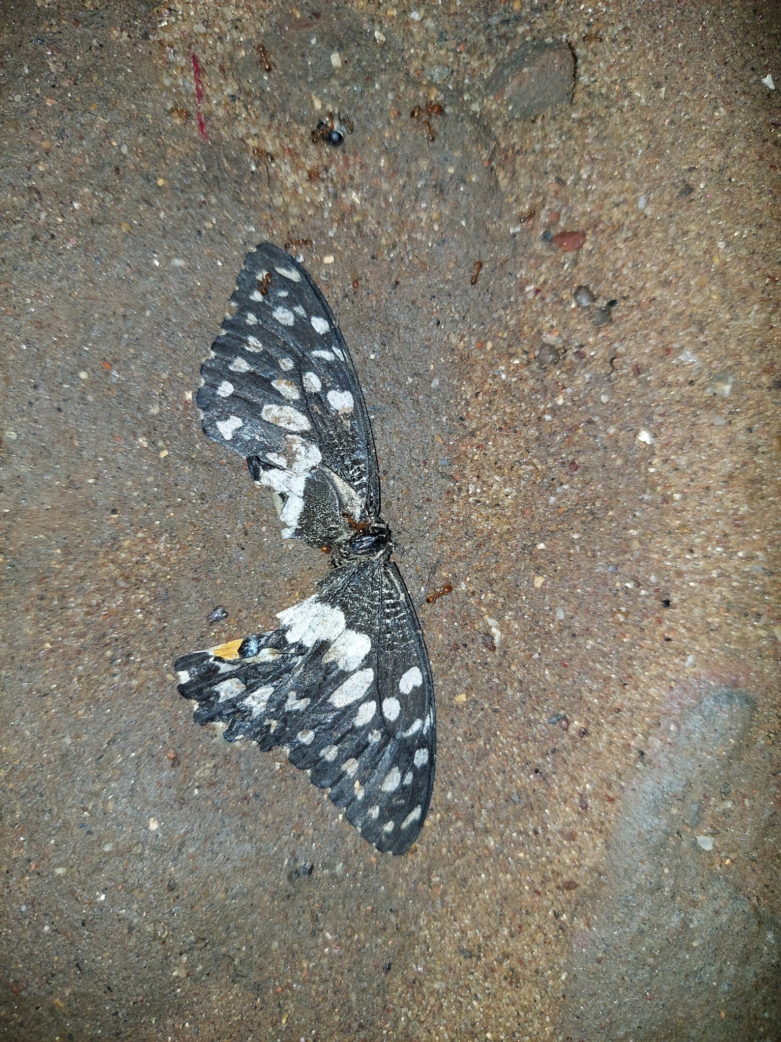 Lime Swallowtail