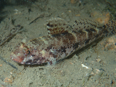 Gobius cruentatus