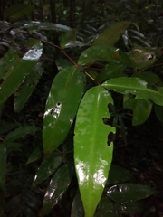 Mouriri gleasoniana