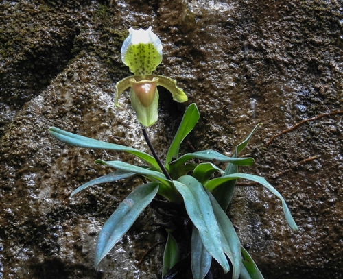 Foto de Orchidea sapatinho