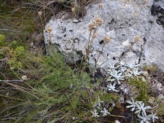 Anthemis fruticulosa