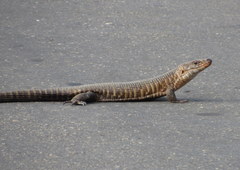 Matobosaurus validus