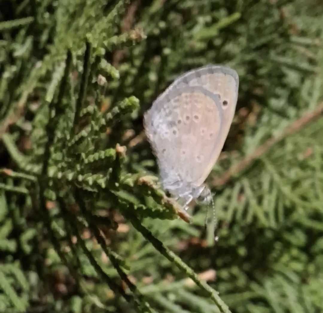 Lesser Grass Blue