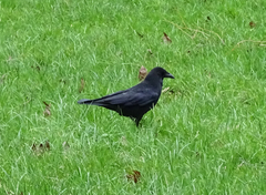 Corvus corone