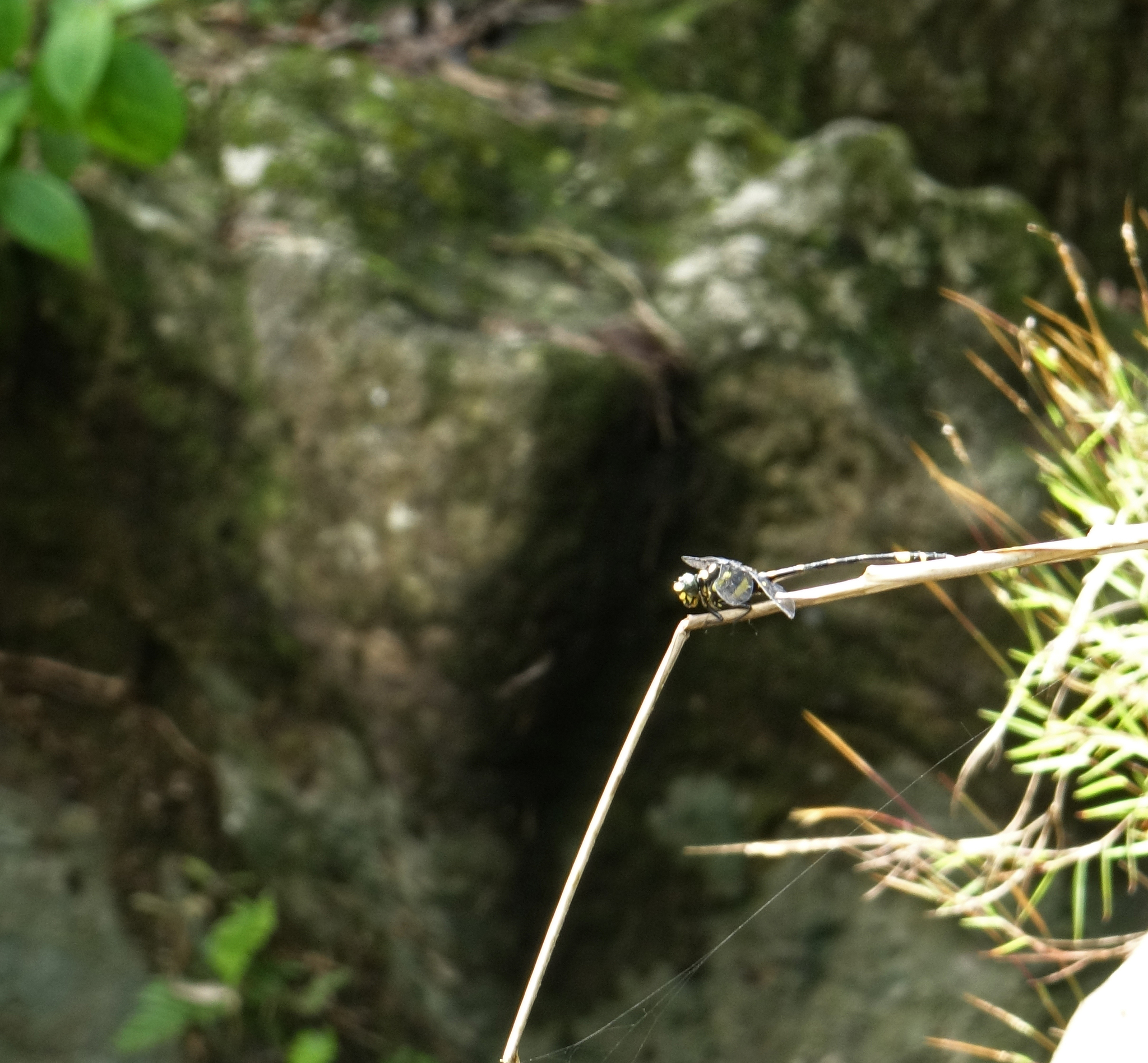 Kodagu Tiger