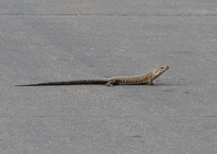 Matobosaurus validus