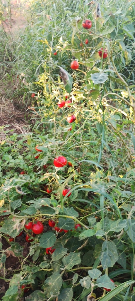 Solanum lycopersicum