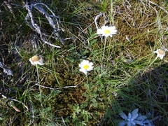 Anthemis fruticulosa