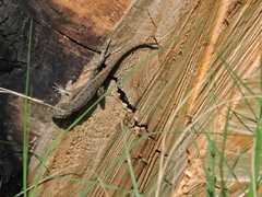 Sceloporus edbelli