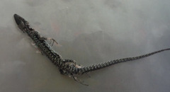Podarcis muralis maculiventris