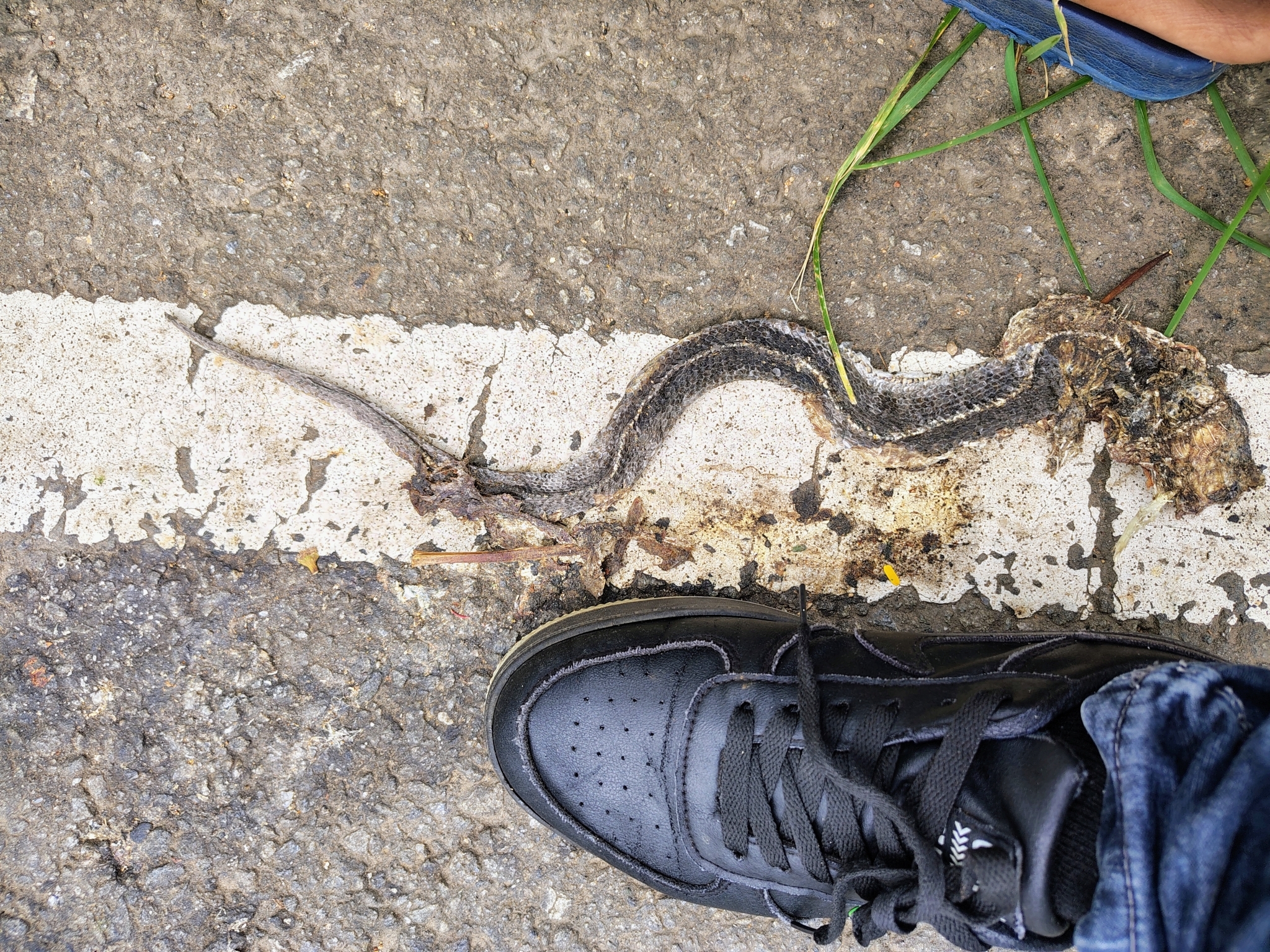 Asiatic water snake