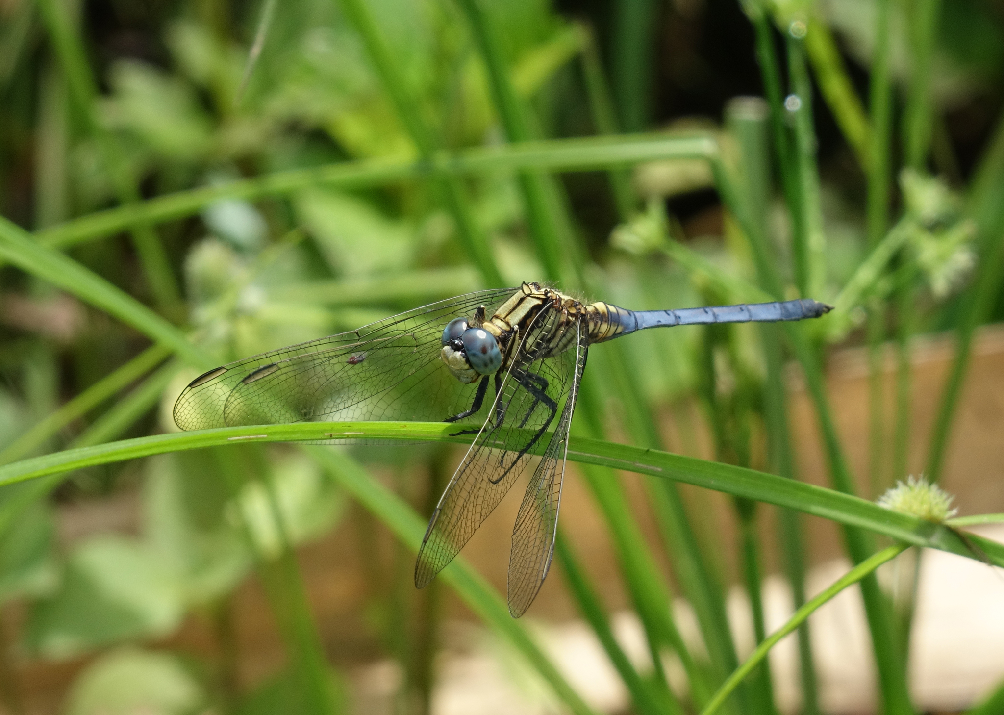 Marsh Skimmer