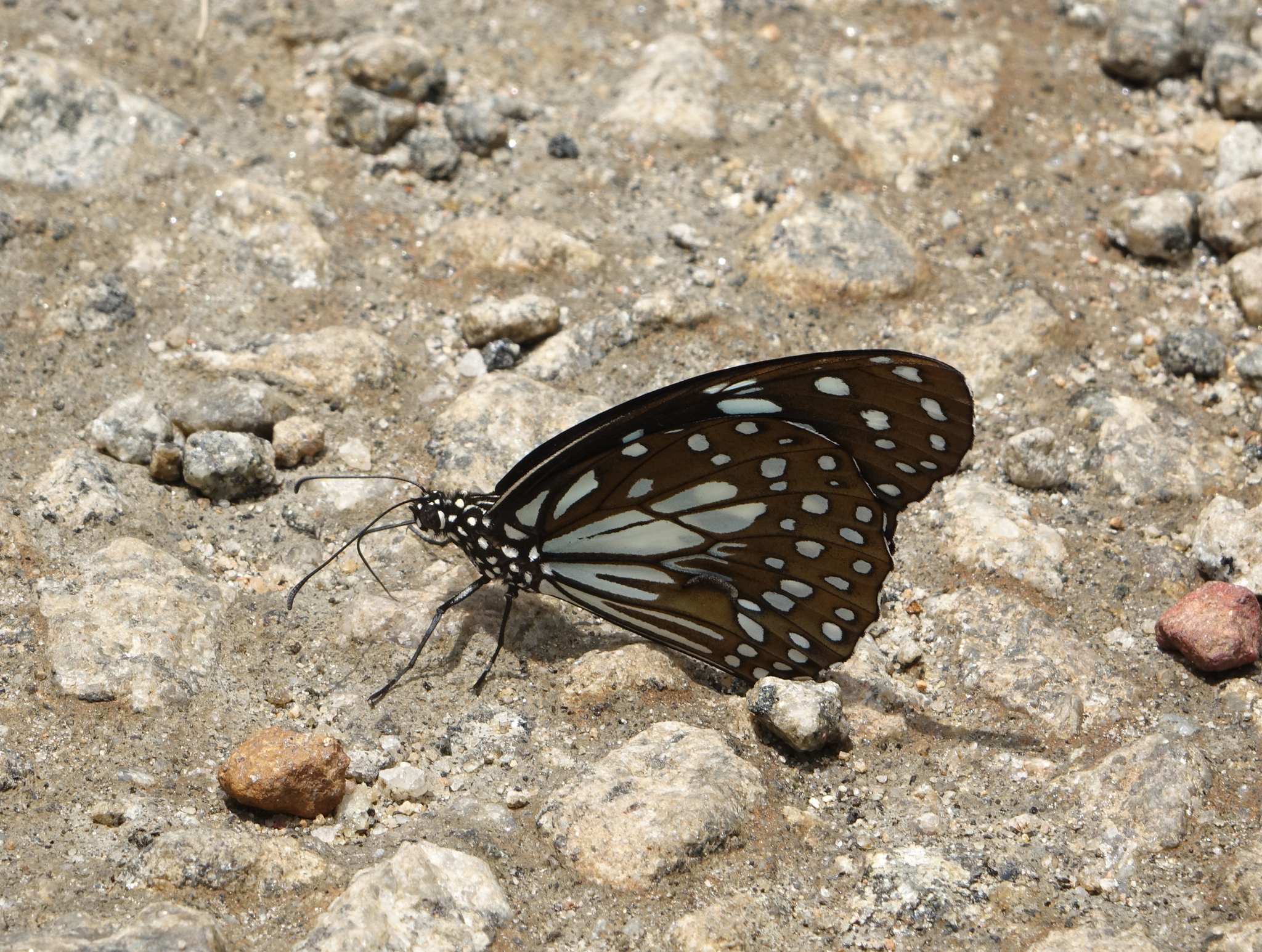 Blue Tiger