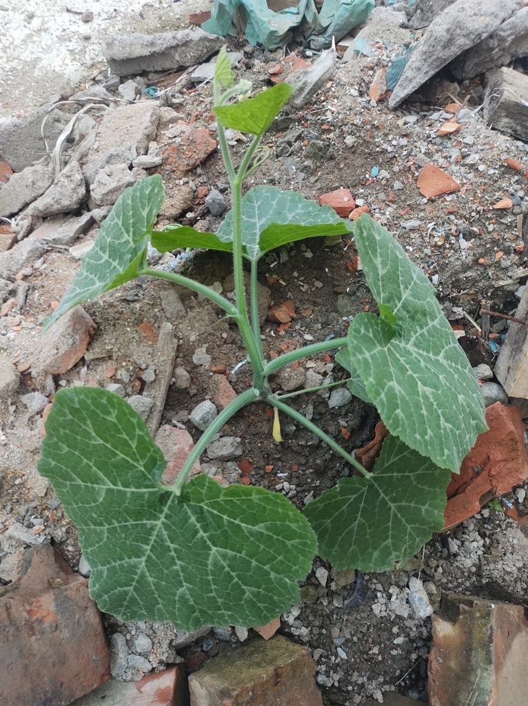 Cucurbita pepo