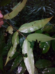 Mouriri gleasoniana