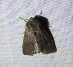 Orthosia revicta