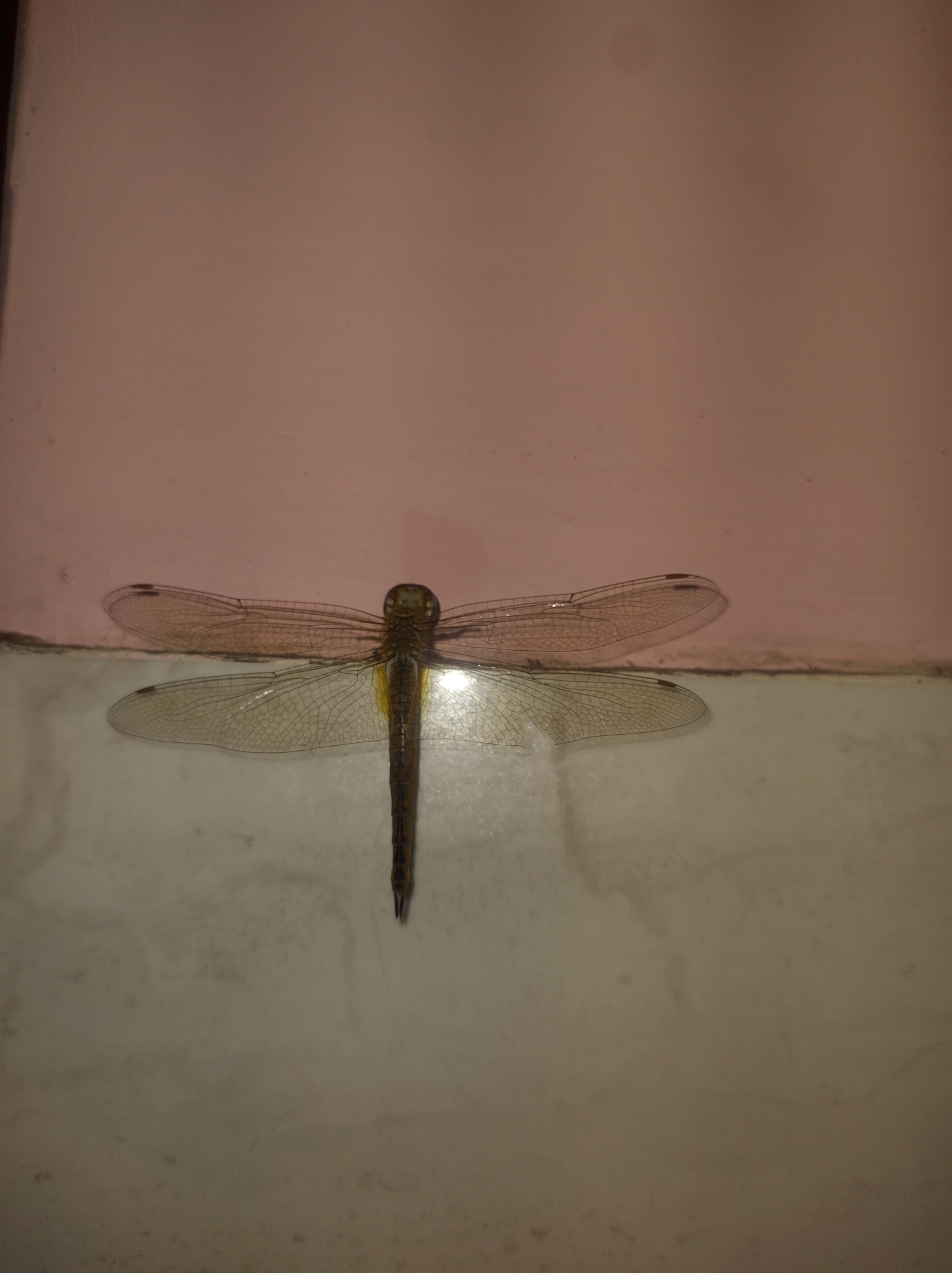 Globe Skimmer