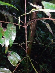 Mouriri gleasoniana