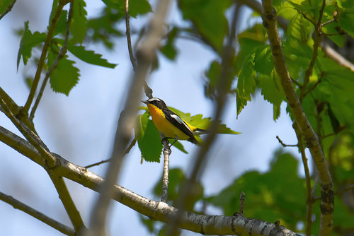 Yellow-rumped Flycatcher (Ficedula zanthopygia), photo 8