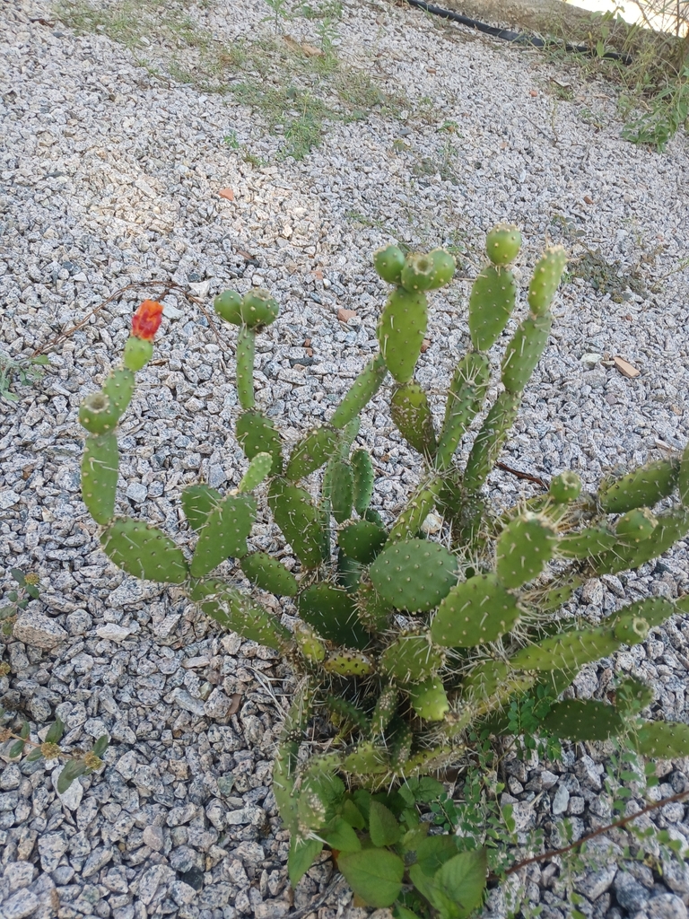 Cactaceae