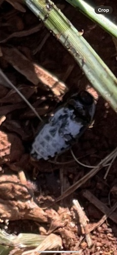 Hide Beetle