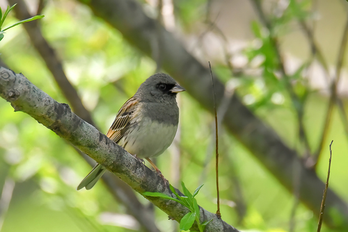 Black-faced Bunting (Emberiza spodocephala), photo 9