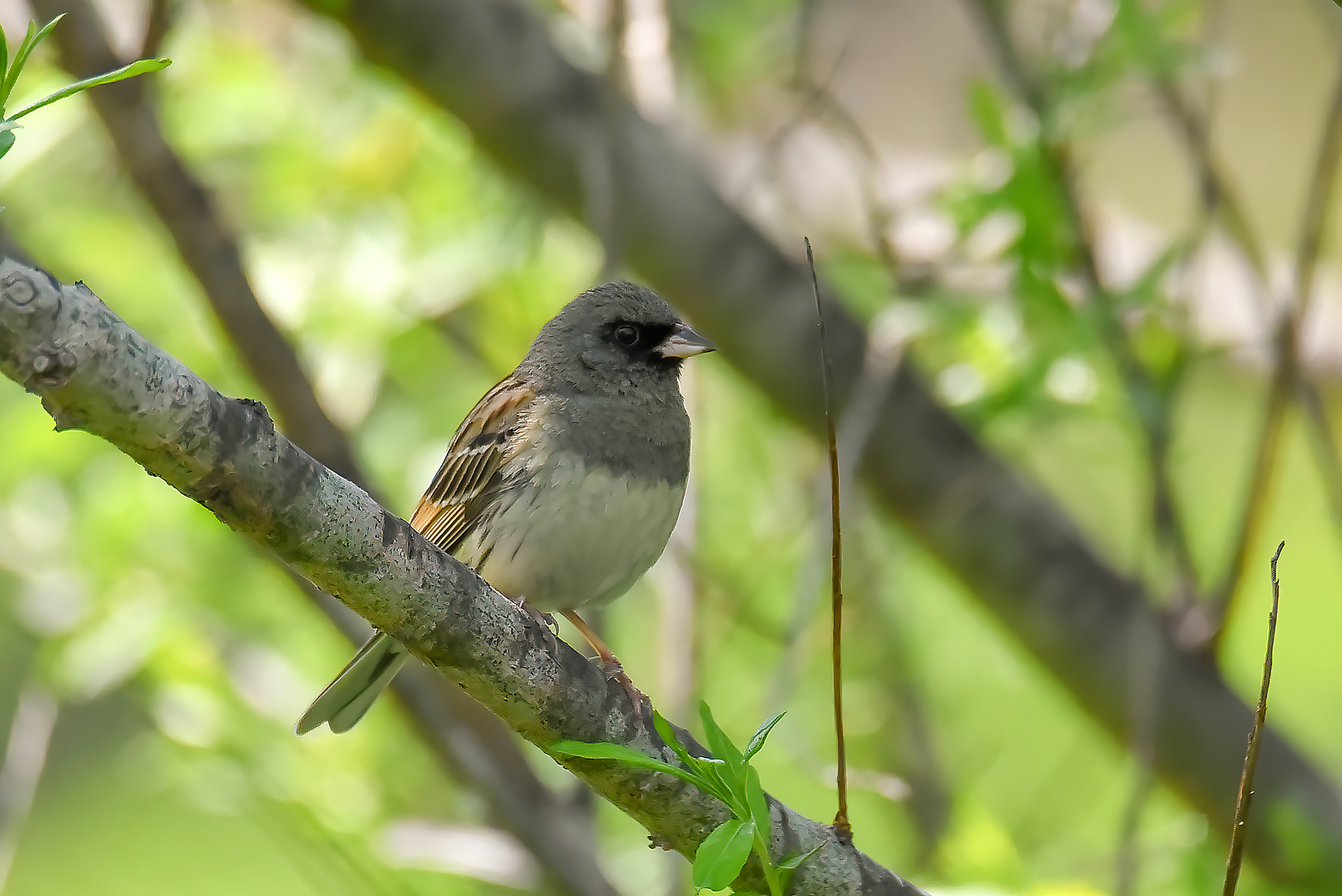 Black-faced Bunting (Emberiza spodocephala)