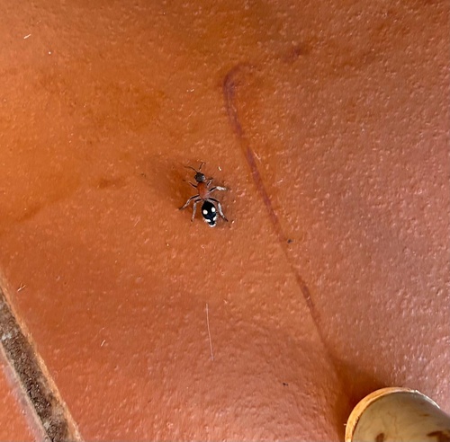 Dolichomutilla livingstonis