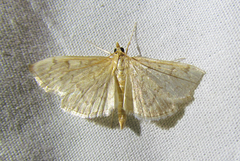Ostrinia obumbratalis