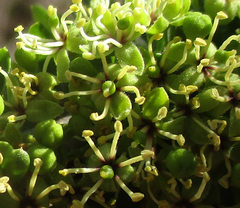 Boscia foetida subsp. rehmanniana image